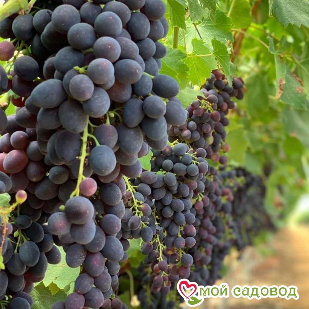 Виноград Гурзуфский розовый