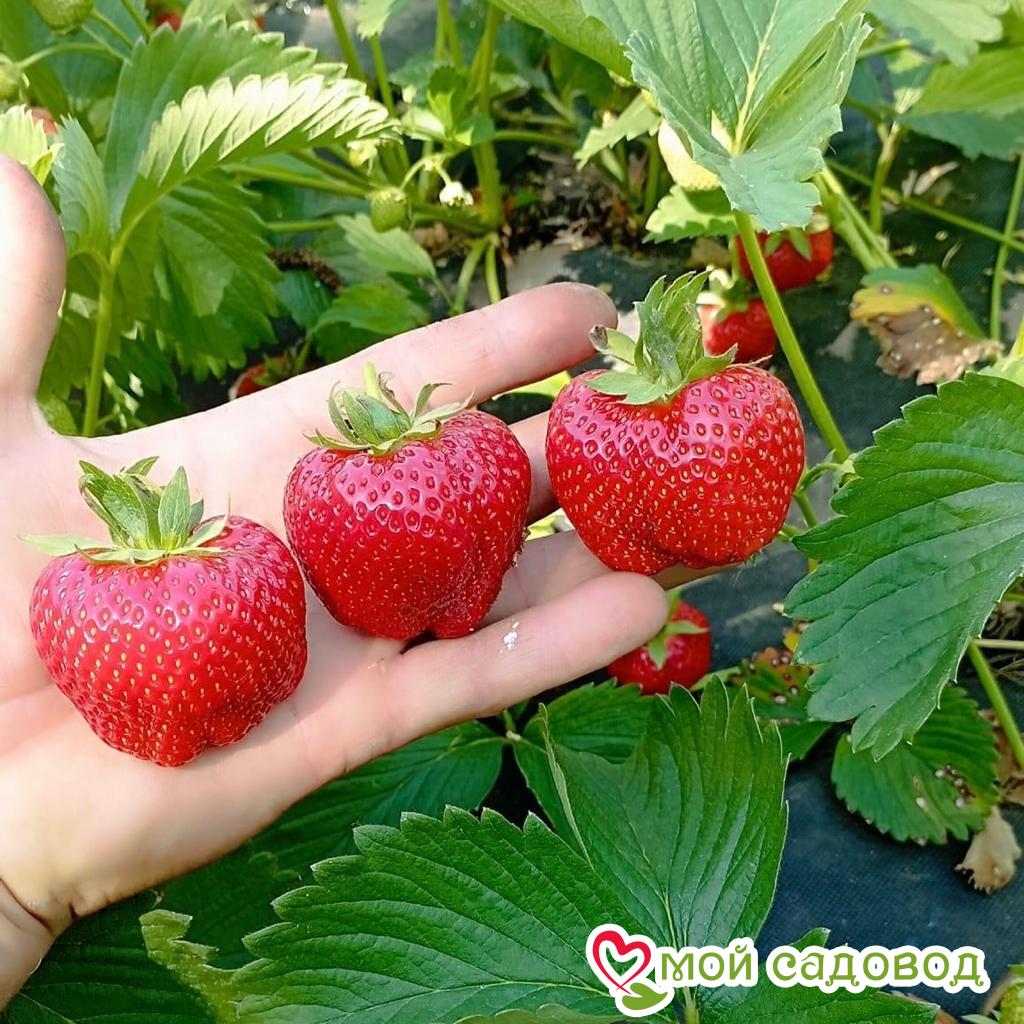 Клубника Оттава
