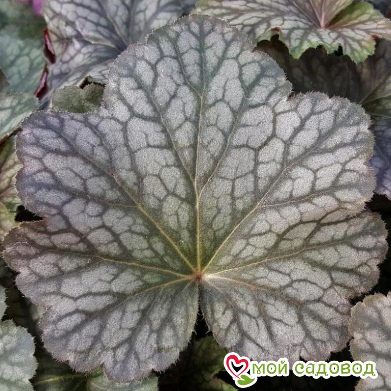 Гейхера Пино Нуар