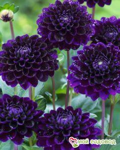 Георгин Анно Домини